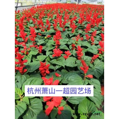 吊竹梅 吊竹梅價格 吊竹梅批發(fā)