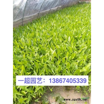 小盼草 小盼草小苗 地栽 盆栽 小盼草批發(fā)