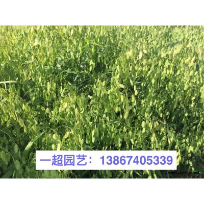 半枝蓮 半支蓮 半枝蓮基地 半枝蓮批發(fā) 半枝蓮價格