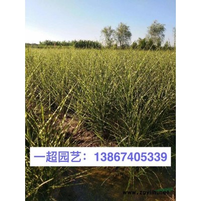 歐石竹 歐石竹盆栽 歐石竹基地批發(fā)