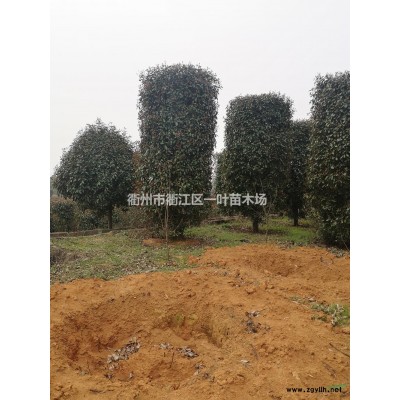 浙江[產品]/浙江桂花 價格/報價