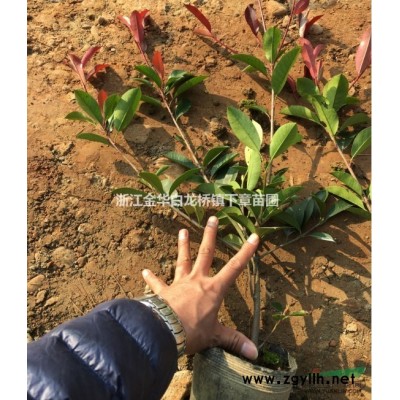 浙江紅葉石楠價格10元一株3公分