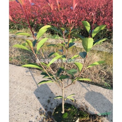 小杯苗紅葉石楠基地2019年新上市價(jià)格表浙江金華容器苗供應(yīng)商