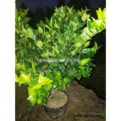 浙江省金華市紅葉石楠工程色塊苗產(chǎn)地報(bào)價(jià)表浙江紅葉石楠圖片基地