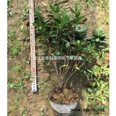 浙江金華紅葉石楠綠化工程苗供應(yīng)商家浙江紅葉石楠批發(fā)市場價(jià)格表