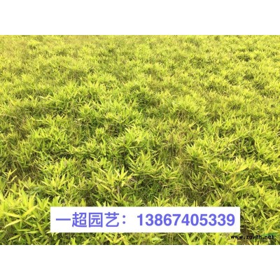 翠蘆莉，翠蘆莉小杯苗，精品矮生翠蘆莉