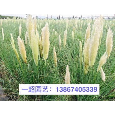 菱，菱角，紅菱，黑菱等品種規(guī)格*