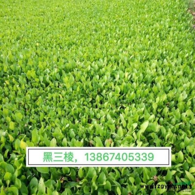 紫蘇 優(yōu)質(zhì)紫蘇批發(fā)