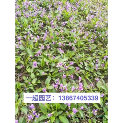 紫葉小檗 紫葉小檗批發(fā) 紫葉小檗價格