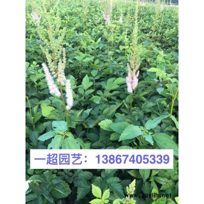 方竹 方竹批發 各種竹子規格*