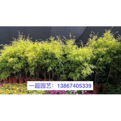 黃花石蒜 精品黃花石蒜基地直銷