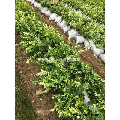 浙江金華紅葉石楠杯苗價(jià)格0.25元一株,基地批發(fā)價(jià)格優(yōu)惠