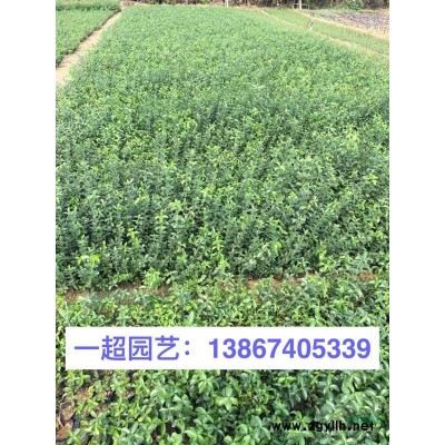 南非萬壽菊，精品南非萬壽菊小杯苗，大杯苗