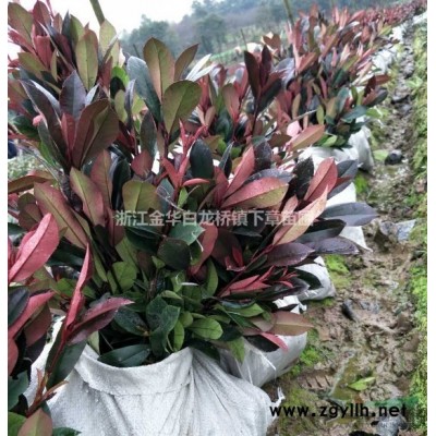 賣南方紅葉石楠小苗圃基地上盆苗在哪里買報(bào)價(jià)格是多少錢容器袋苗