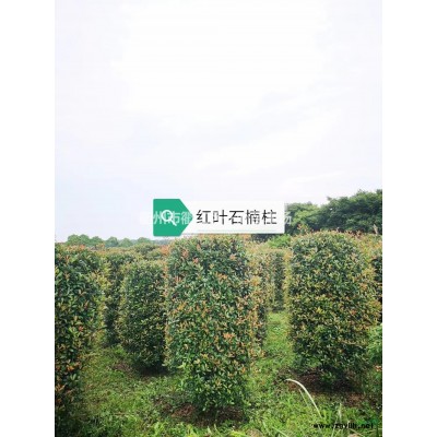 浙江[產品]/浙江紅葉石楠 大小紅葉石楠樹價格/報價