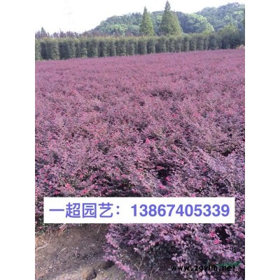 大葉扶芳藤 精品大葉扶芳藤批發(fā)