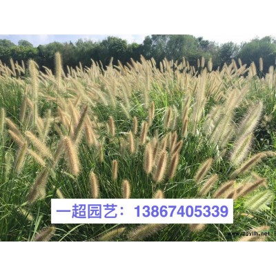 馬蹄金，精品馬蹄金小苗，馬蹄金草皮，馬蹄金草坪