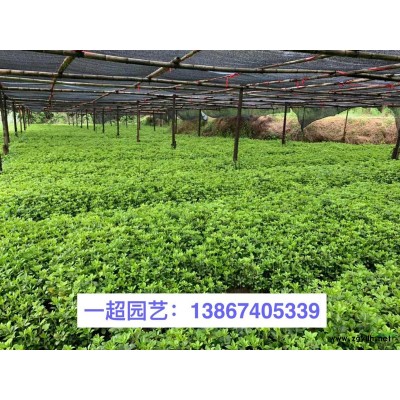 精品地榆小苗 地榆苗圃直銷 地榆價(jià)格 地榆行情