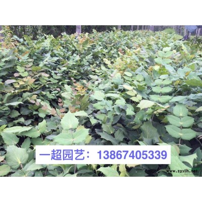 衛(wèi)矛 精品衛(wèi)矛小苗，地栽，盆栽，小杯，衛(wèi)矛價(jià)格