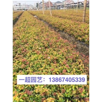 浙江野芝麻 刻葉紫堇 狗尾草 狗娃花 醉魚草 毛茛 山毛茛