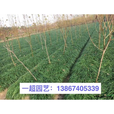 銀邊麥冬 銀邊麥冬價格 銀邊麥冬批發(fā)