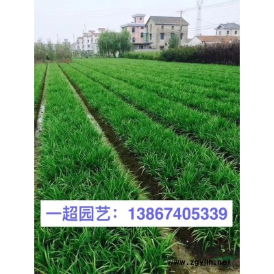 黑麥冬 精品黑麥冬價格 黑麥冬基地