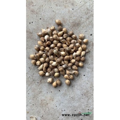 馬來眼子菜 馬萊眼子菜價格 水生植物批發