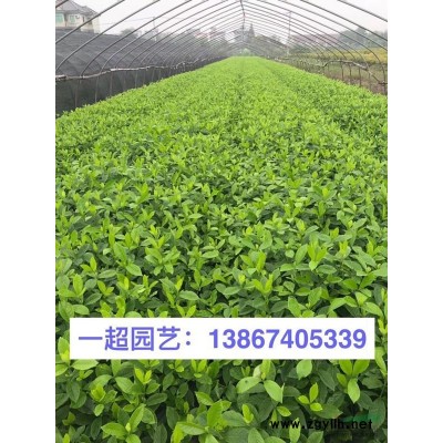 小葉蚊母 精品小葉蚊母價格 小葉蚊母基地批發