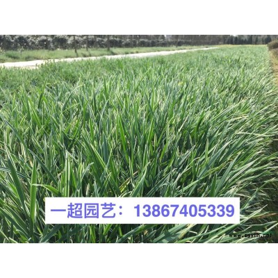 水蠟 水臘 精品水蠟基地價格 精品水臘批發