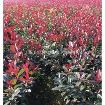 紅葉石楠杯苗報(bào)價(jià)/供應(yīng)