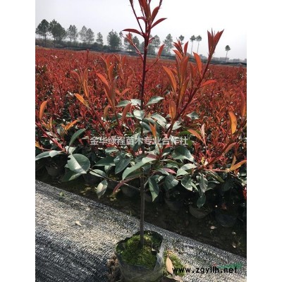 浙江金華農(nóng)戶直銷紅葉石楠小苗圃求購2018年新苗報(bào)價(jià)格批發(fā)網(wǎng)