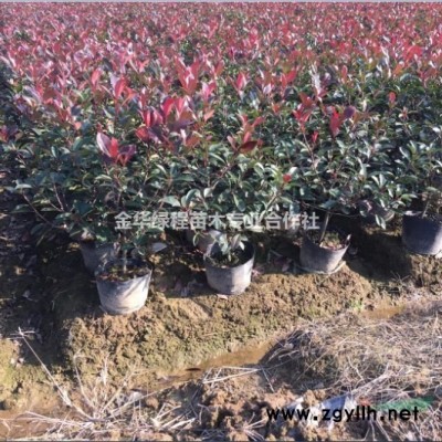 賣金華紅葉石楠大杯苗報(bào)價(jià)表紅葉石楠新批發(fā)價(jià)格表紅葉石楠行情