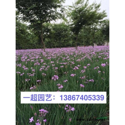 菰 菰基地價格 菰批發