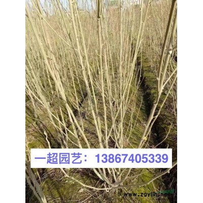 紫嬌花 紫嬌花小苗 地栽 小杯 雙色杯 紫嬌花價格