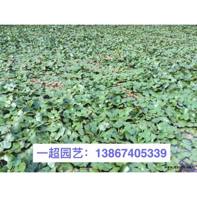 狗尾草 精品狗尾草批發(fā) 狗尾草批發(fā)