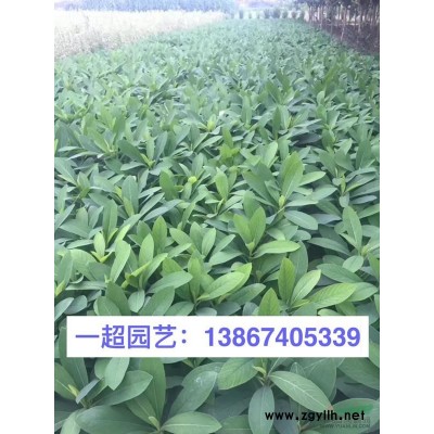 金魚草 金魚草小杯苗