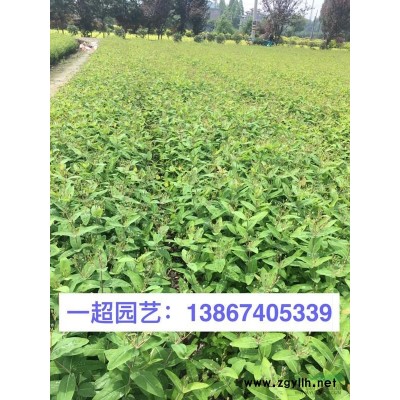 吉祥草，精品吉祥草，冬天還是綠油油的