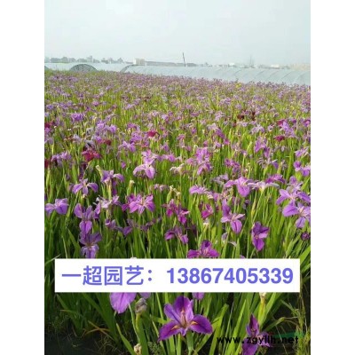 大葉黃楊火把球 大葉黃楊球 精品大葉黃楊火把球價格