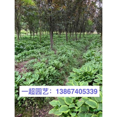 浙江美人蕉哪里便宜/大量批發(fā)精品粉花美人蕉 美人蕉基地