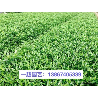 浙江美人蕉基地/美人蕉大杯苗 矮稈美人蕉大量批發(fā)