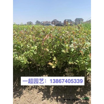 孔雀草 精品孔雀草盆栽