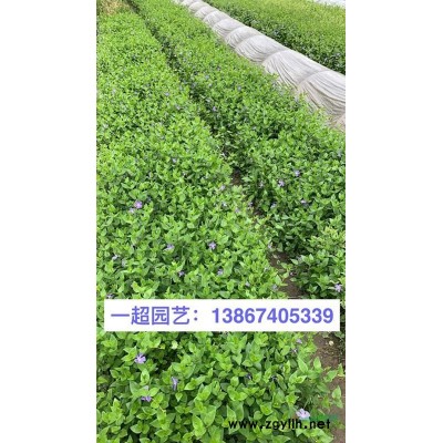 香根草 香根草基地價格 香根草批發