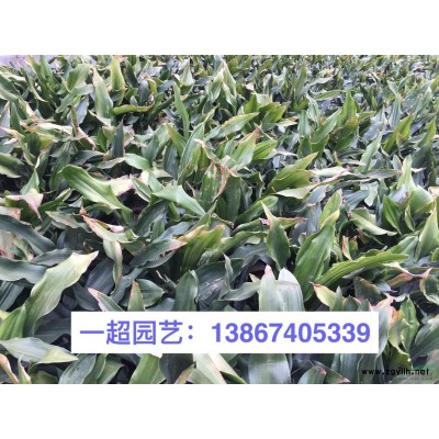 風車草 風車草價格 風車草批發