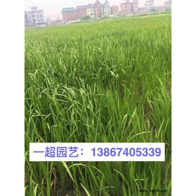 春鵑 春娟 春鵑小杯 春娟小杯 春鵑價格