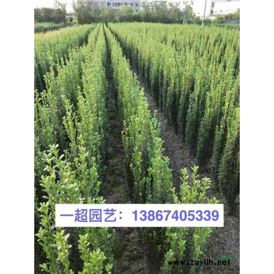 絡(luò)石 青葉絡(luò)石 花葉絡(luò)石 黃金絡(luò)石品種*