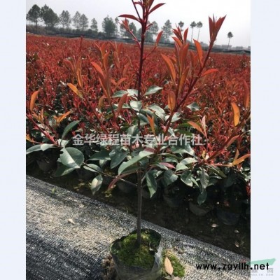 浙江紅葉石楠小苗價格0.19元高度30公分,金華紅葉石楠苗