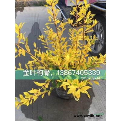 花蔥 *大花蔥 小花蔥 批發