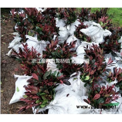 紅葉石楠綠化苗紅葉石楠綠化工程苗紅葉石楠苗紅葉石楠營養缽苗