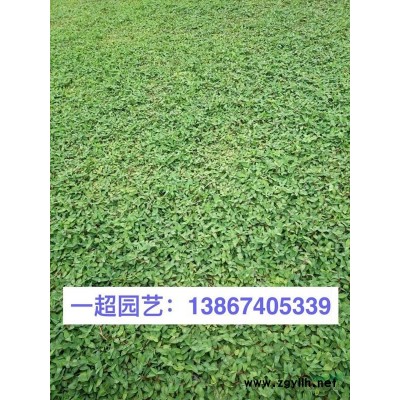 浙江狼尾草價格/紫葉狼尾草批發價格/紫葉狼尾草產地直銷