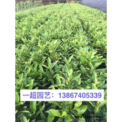 金邊無禿子球 金邊胡頹子球